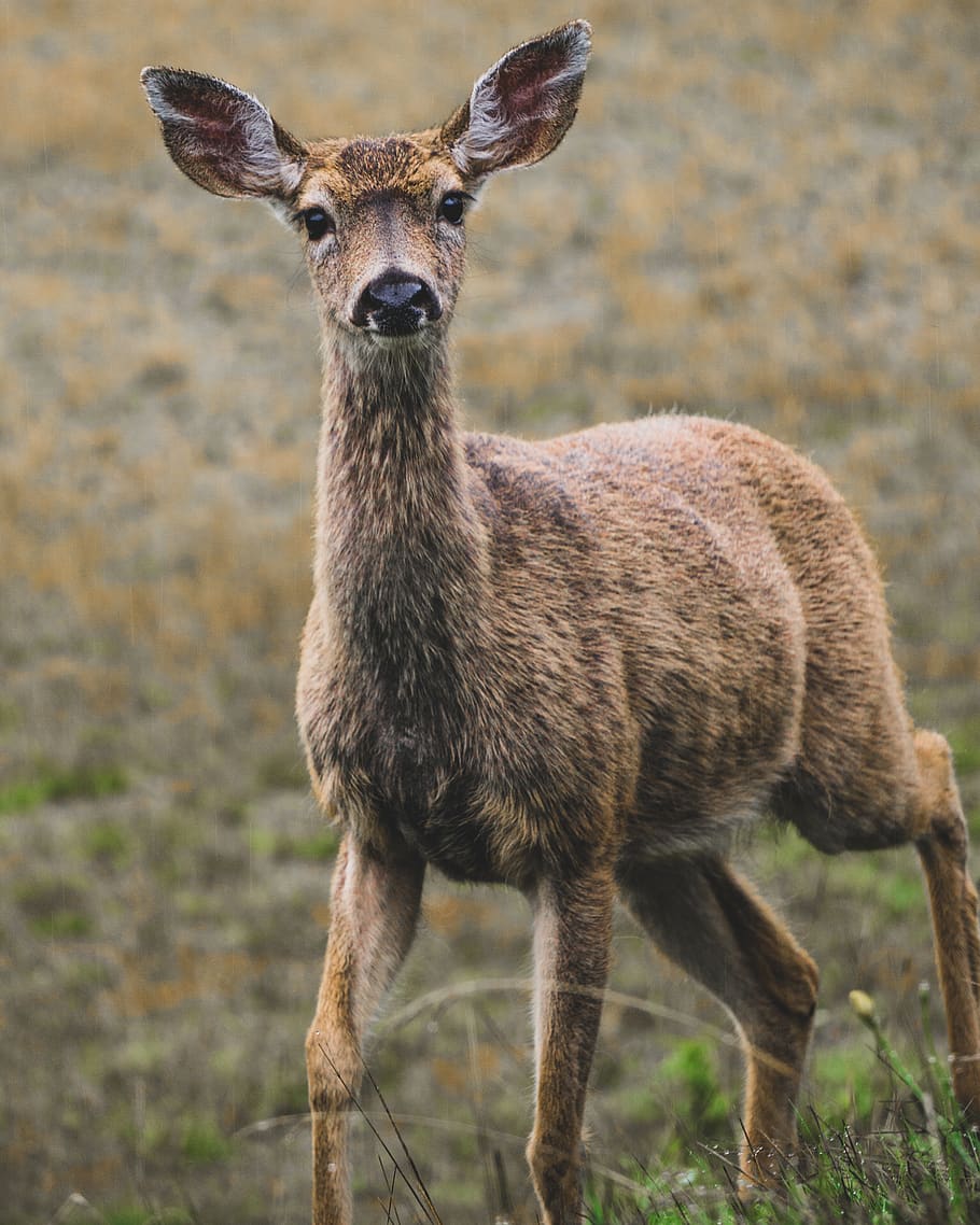 one brown deer on brown field, animal, wildlife, mammal, lacey