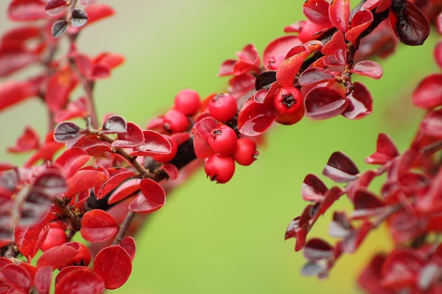 cotoneaster, berries, red, green, nature, cotoneasters, berry, HD wallpaper