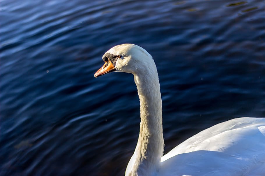 animal wildlife, animals in the wild, animal themes, bird, one animal HD wallpaper