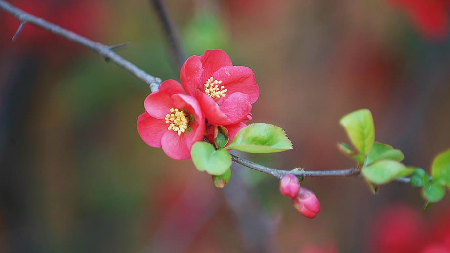 plum, flowers, spring, spring flowers, nature, beautiful, korea HD wallpaper