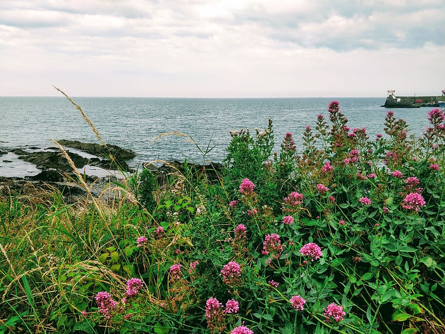 ireland, 1 bath rd, sea, beauty in nature, flower, flowering plant HD wallpaper