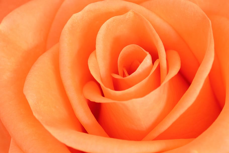 rose, flower, petals, rose bloom, flowering plant, beauty in nature HD wallpaper