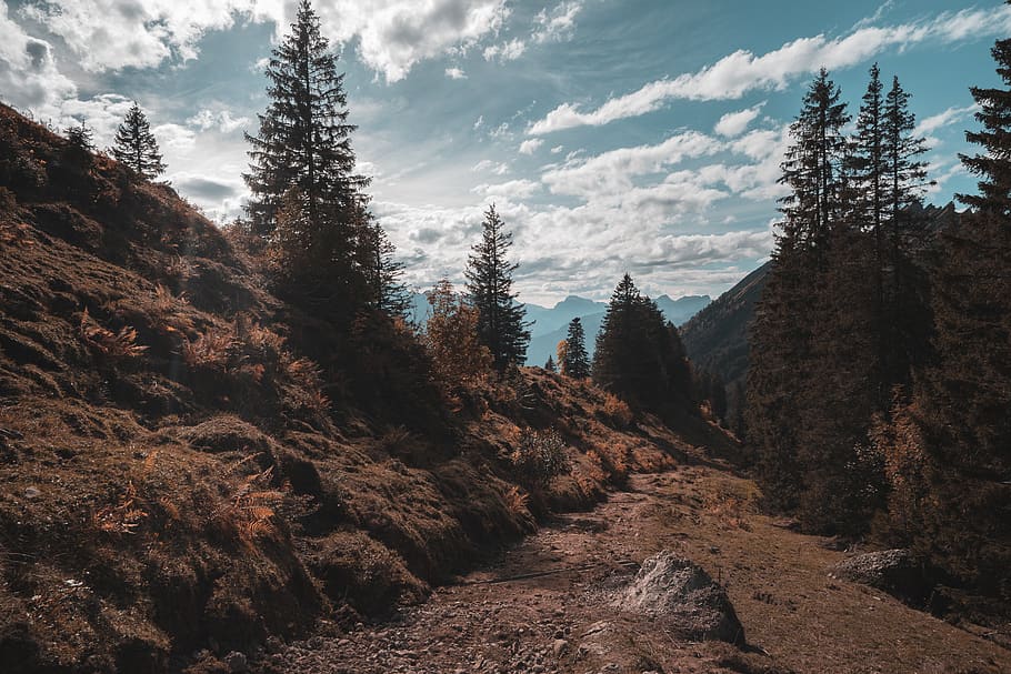 trees on mountain during daytime, amden, switzerland, plant, conifer HD wallpaper