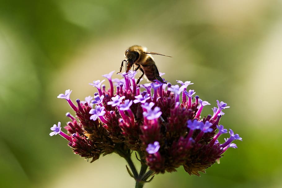 insect, bee, nature, flower, pollination, flowering plant, animal themes HD wallpaper
