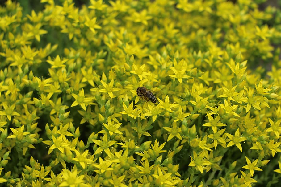 bee, flowers, invertebrate, animals in the wild, one animal HD wallpaper