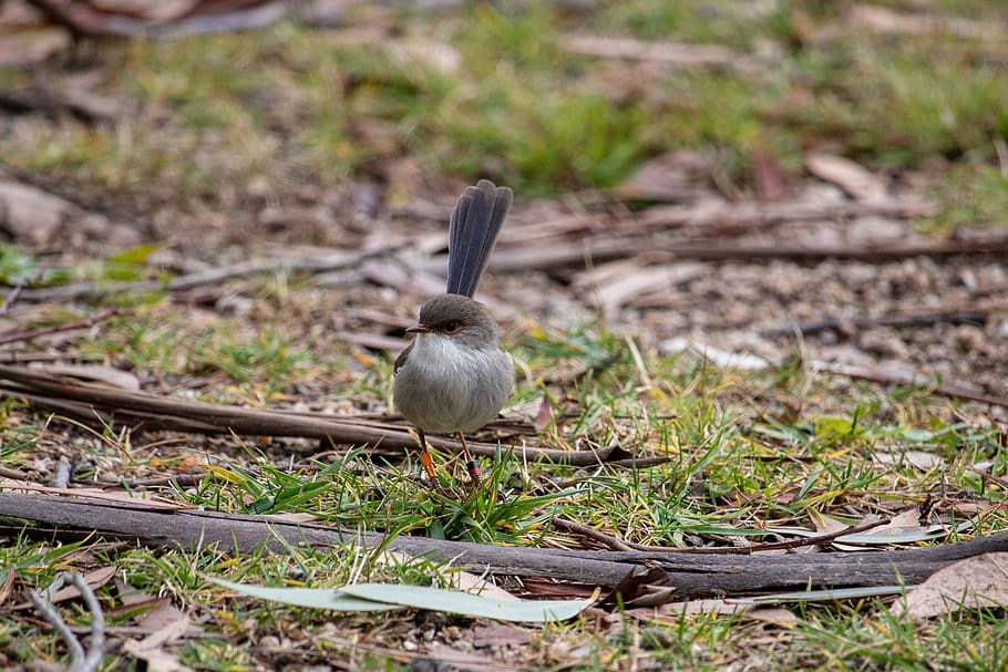 bird, wren, small, animal, nature, wild, wildlife, australia HD wallpaper