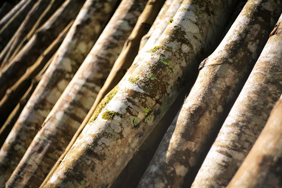 trees, backgrounds, full frame, no people, close-up, bamboo HD wallpaper