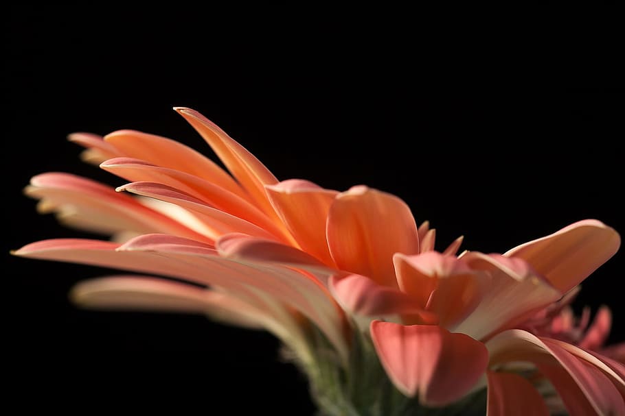beautiful, red, gerbera, stem, isolated, black, closeup, flower HD wallpaper