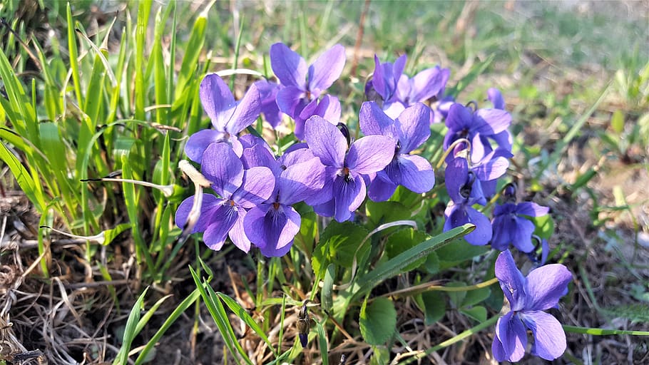 flowers, spring, violets, nature, garden, grass, the smell of HD wallpaper