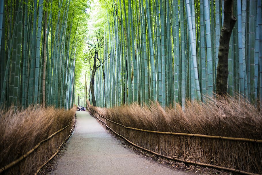 High Resolution Bamboo Tree bamboo trees forest HD wallpaper  Pxfuel