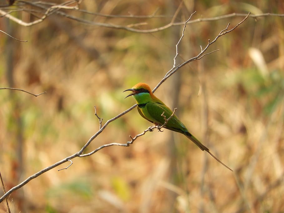 bird, bee-eater, nature, colorful, animal themes, animal wildlife HD wallpaper