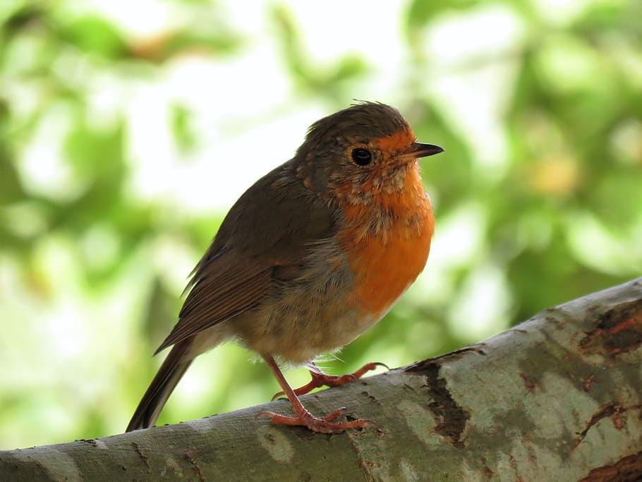 bird, ave, nature, animal themes, vertebrate, one animal, perching HD wallpaper