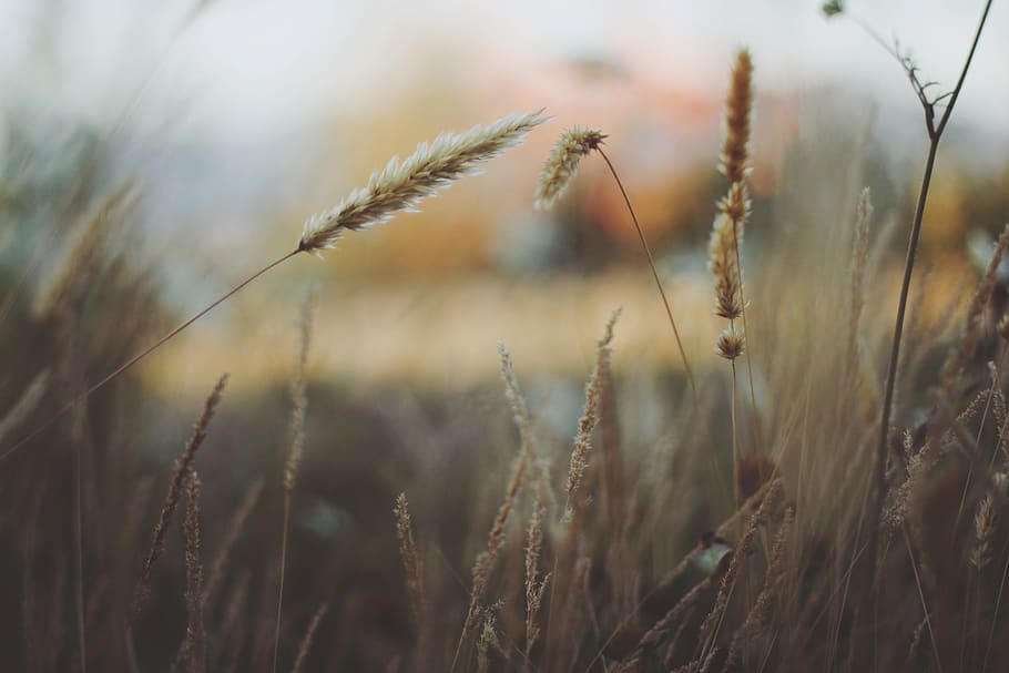 wheat fields, plant, growth, land, nature, beauty in nature HD wallpaper
