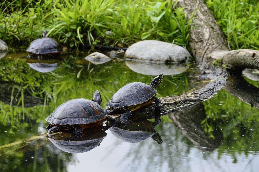 florida, rotbauch, eared, tortoise shell, sun, relax, at the pond HD wallpaper