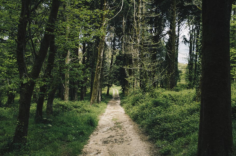 path surrounded by green grass and trees, plant, direction, the way forward HD wallpaper