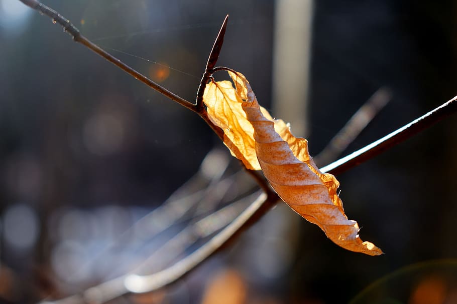 tree, branches, leaf, cold, sun, winter, yellow, sun kiss, close-up HD wallpaper