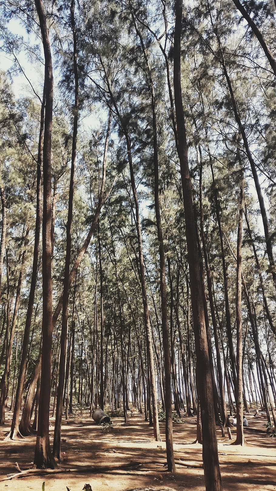 tree, plant, forest, land, tree trunk, nature, tranquility HD wallpaper