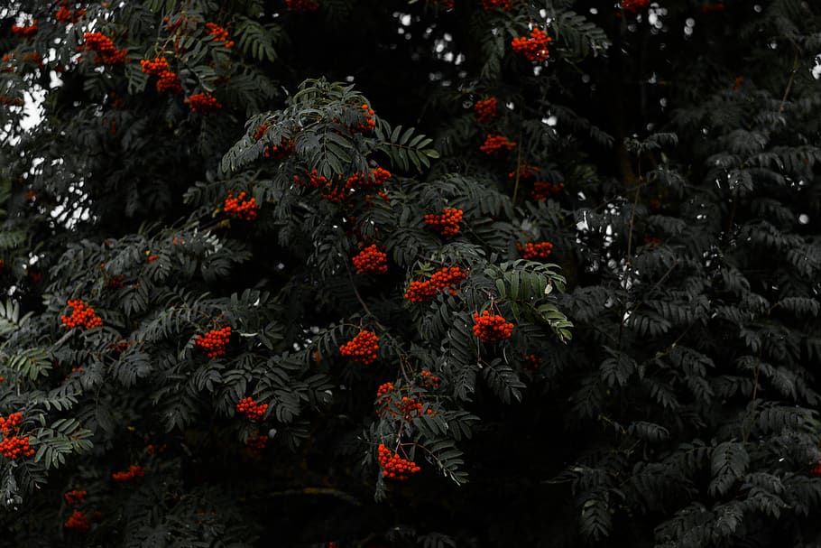 Red Petaled Flowers in Bloom, blossom, colors, environment, flora HD wallpaper