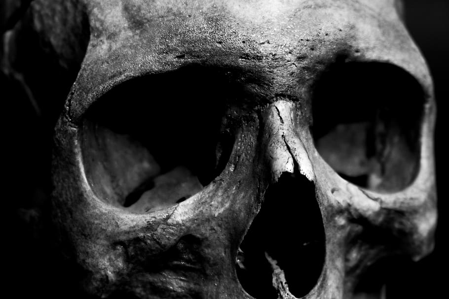 skull, human, scary, death, anatomy, head, dead, close-up, bone HD wallpaper
