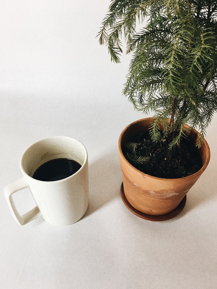 coffee, tree, white, cup, mug, refreshment, coffee cup, drink HD wallpaper