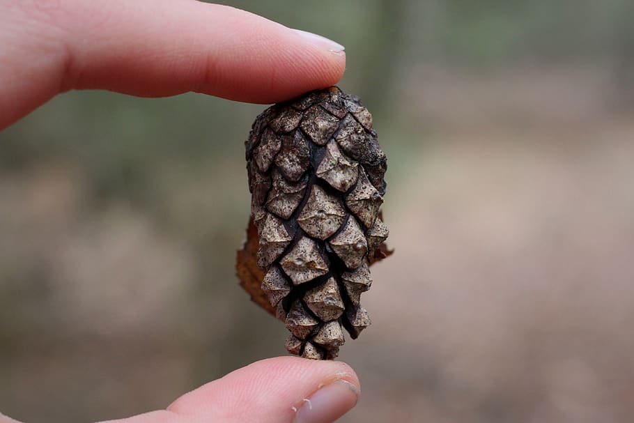 pine cones, kienapfel, hand, keep, winter, cold, nature, forest HD wallpaper