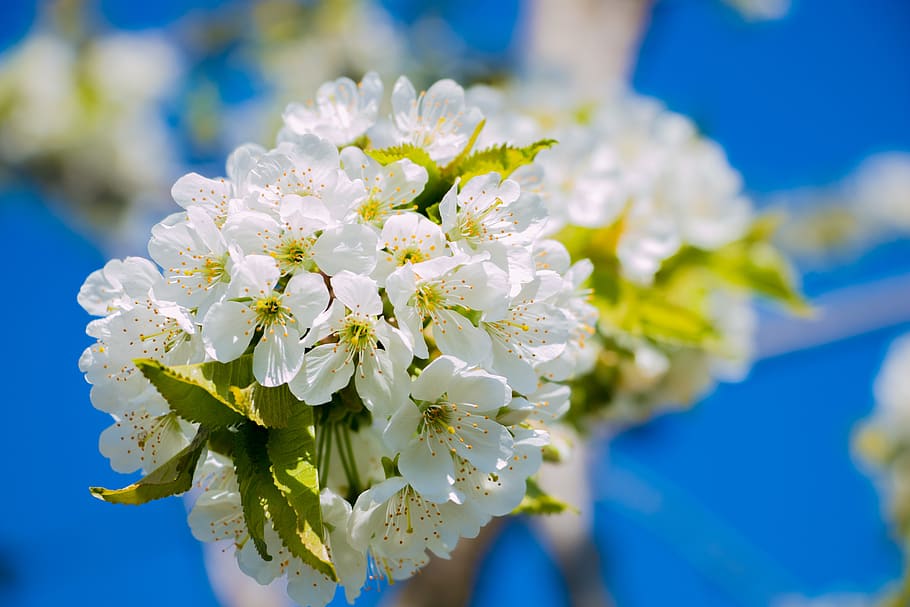 spring, cherry, color, flowering plant, fragility, vulnerability HD wallpaper