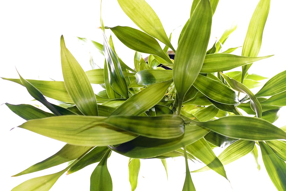 flora, foliage, fresh, freshness, gray, green, grey, growth HD wallpaper