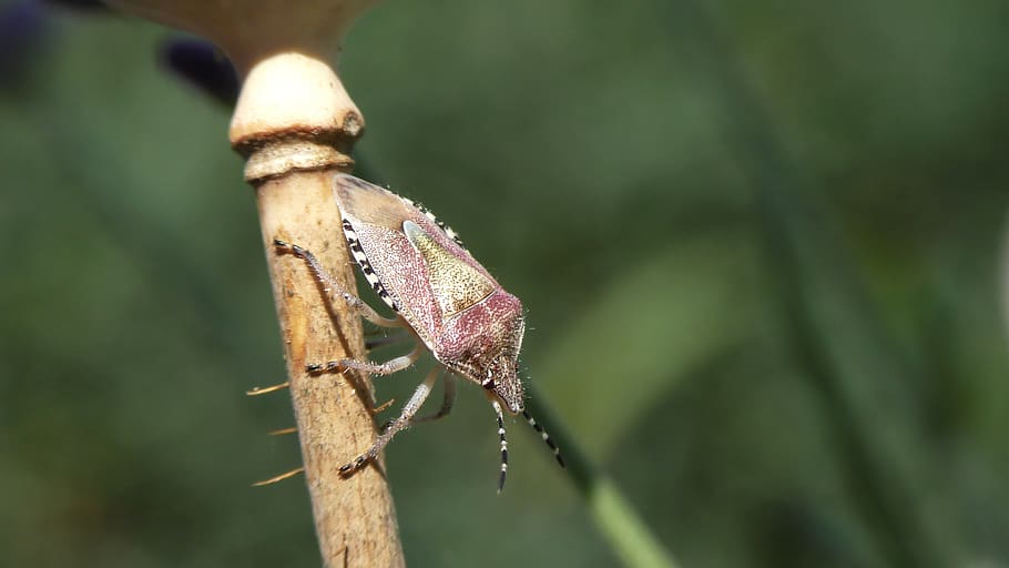 bug, bill kerfe, insect, hemiptera, close up, background, one animal HD wallpaper