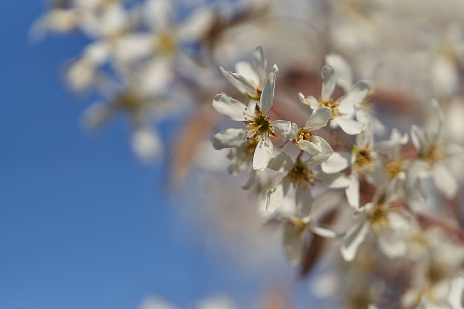white flowering tree, flowering plant, beauty in nature, fragility HD wallpaper