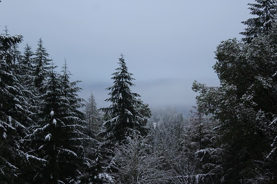 snow, trees, forest, oregon, plant, sky, growth, beauty in nature HD wallpaper