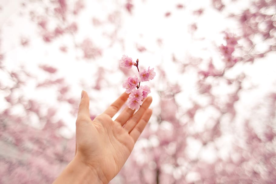 germany, cottbus, cherry blossom, tree, forest, nature, flowers HD wallpaper