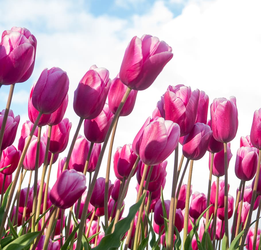 tulip, tulp, red, flower, flowering plant, beauty in nature HD wallpaper