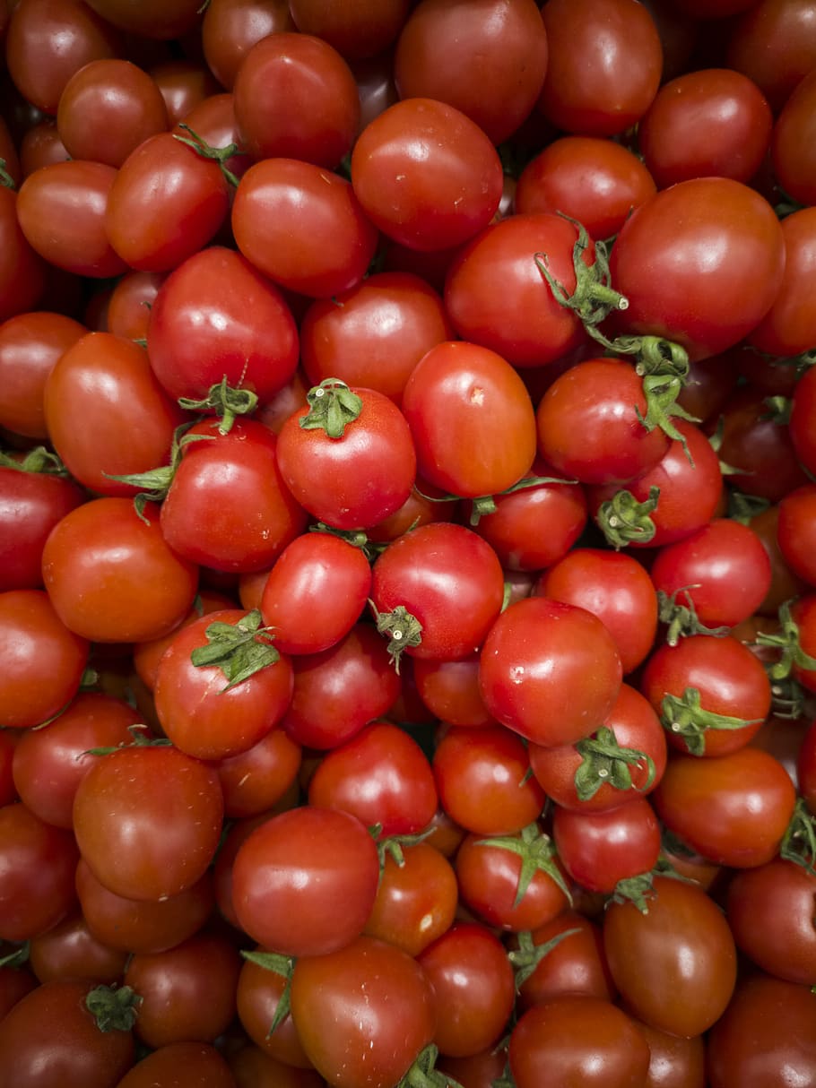 tomato, red, fruit, vegetable, healthy, diet, nature, harvest HD wallpaper