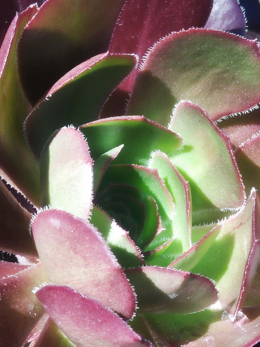 australia, melbourne, growth, close-up, plant, beauty in nature HD wallpaper