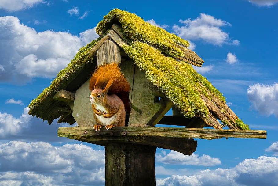 nature, sky, aviary, animals, squirrel, moss, wood, cloud - sky HD wallpaper