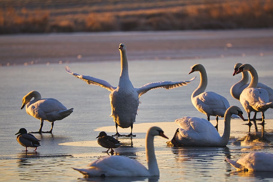swahn, dance, pond, water, bird, nature, animal world, bill HD wallpaper