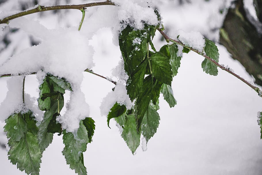 zing, the first, snow, nature, the bushes, leaves, winter, cold HD wallpaper