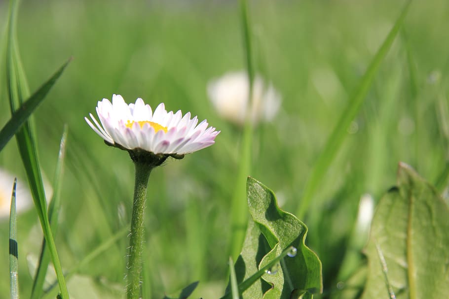 daisy, flower, nature, plant, growth, freshness, flowering plant HD wallpaper