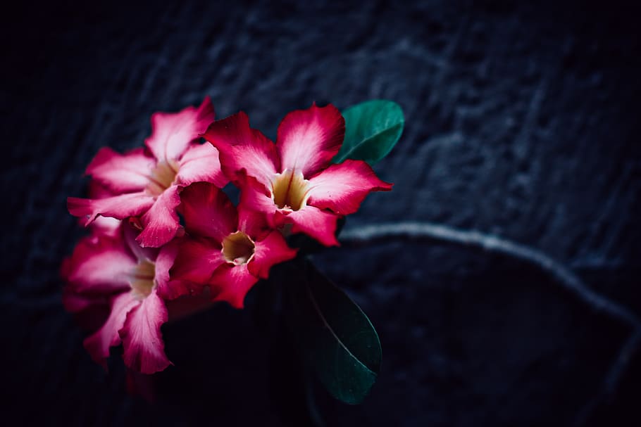 nature, flower, red, beautiful, tropical, bokeh, vintage, flowering plant HD wallpaper
