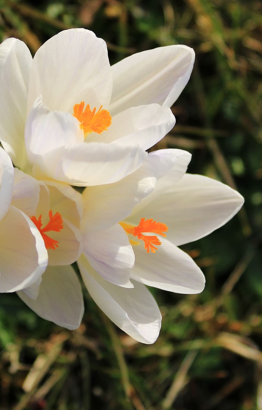 crocus, white, flower, spring, nature, spring flower, blossom HD wallpaper