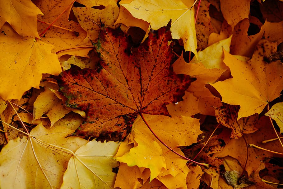 leaf, fall, autumn, change, plant part, leaves, nature, yellow HD wallpaper