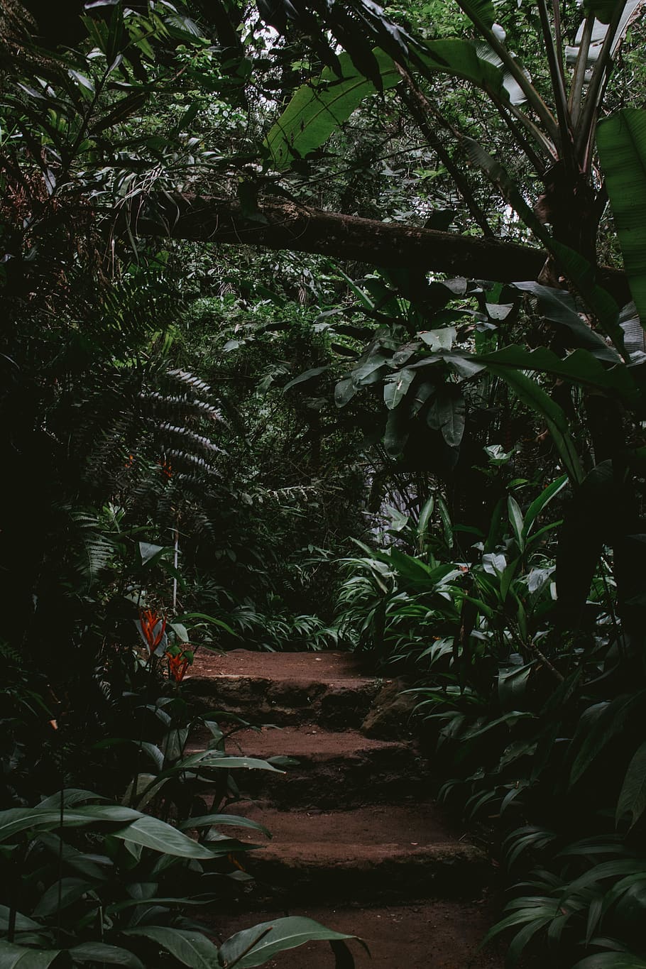 empty garden with stairs, plant, tree, growth, staircase, nature HD wallpaper
