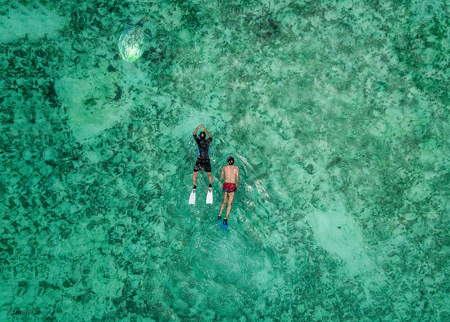 maldives, thoddoo, swim, wallpapers, sea, nature, turtle, water HD wallpaper