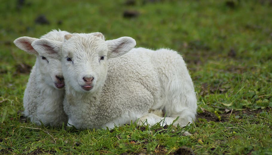 lamb, schäfchen, easter, close up, lambs, easter lambs, tongues HD wallpaper