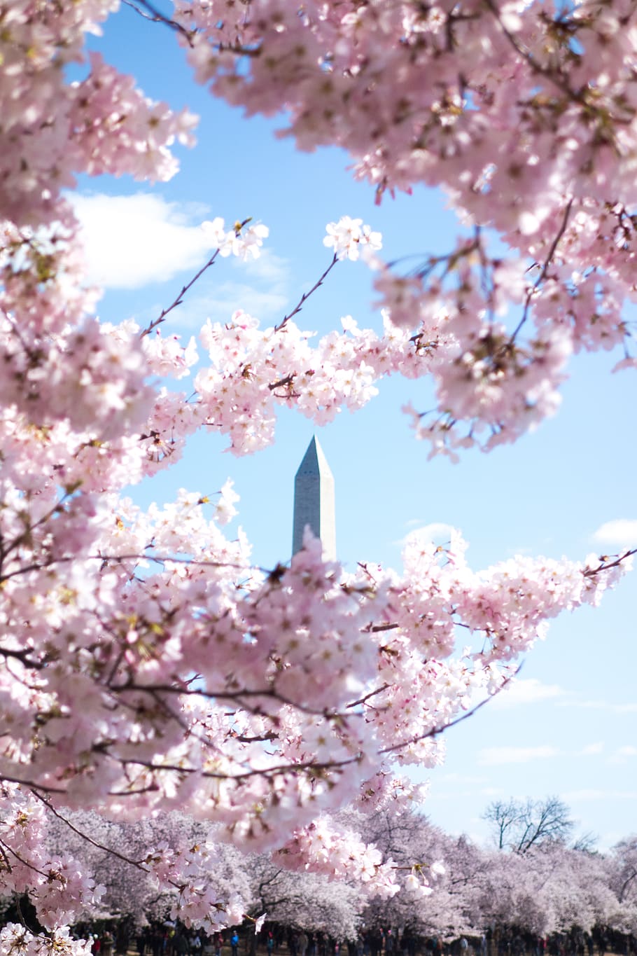 Pink Cherry Blossom, blooming, branch, bright, bud, color, flora HD wallpaper