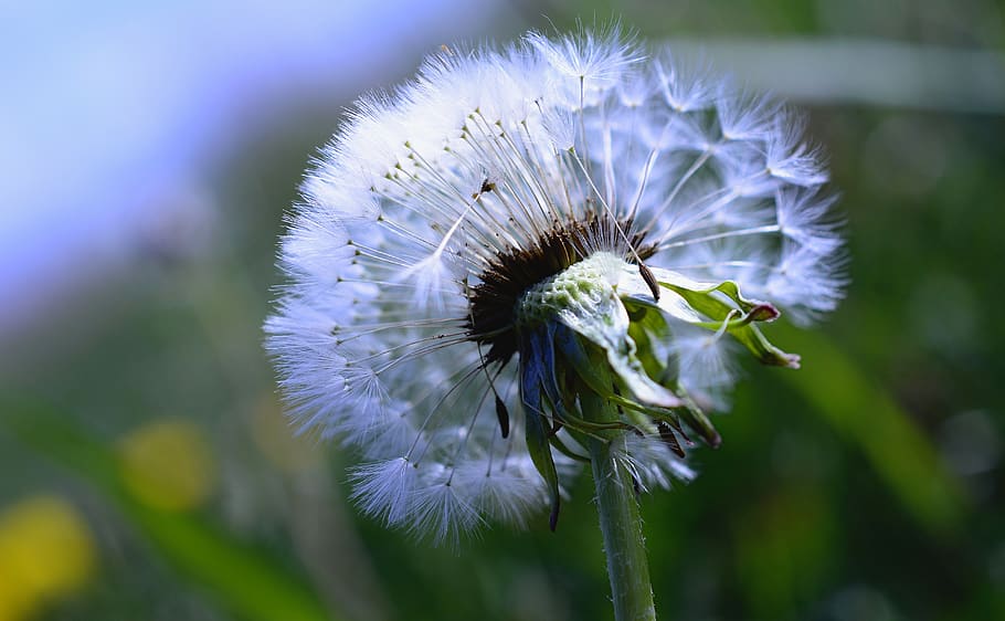 dandelion, dandelion flower, seeds, common dandelion, taraxacum, HD wallpaper