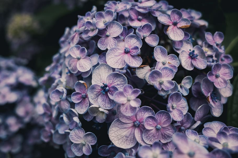 Close-Up Photo of Purple Hydrangea Flowers, 4k wallpaper, beautiful HD wallpaper
