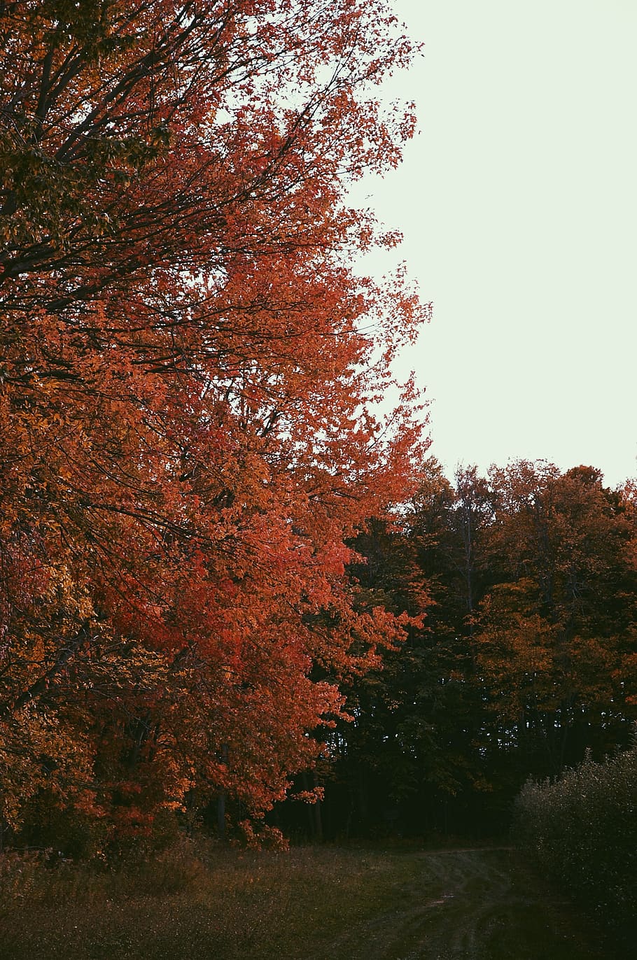 forest, fall, trees, leaves, sky, plant, autumn, beauty in nature HD wallpaper