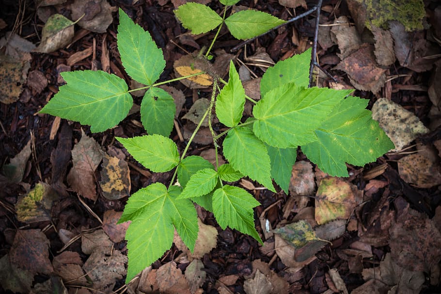 leaves, green, forest, nature, autumn, leaflet, plant part HD wallpaper