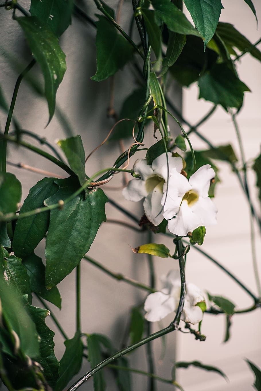 White Petaled Flowers in Bloom, branch, color, flora, growth HD wallpaper